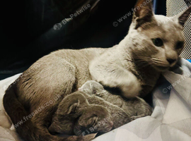 Pure Breed Russian Blue Kittens