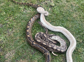 pair of royal pythons