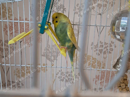 Budgie and cage with stand for sale