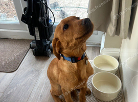 Lab rehome