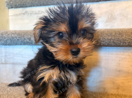YORKSHIRE TERRIER ONLY BOY