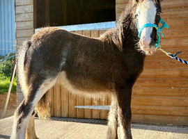 Super Cute Blagdon Cob Colt