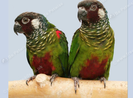 Proven Breeding Pair of Conures