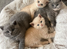 British shorthaired kittens