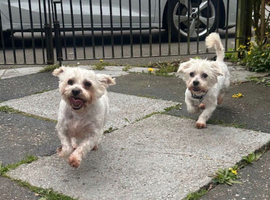 Dogs for rehome