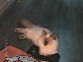 Kitten