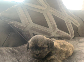 Shitzue puppies
