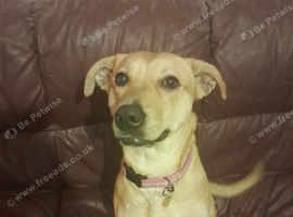 Needs rehoming