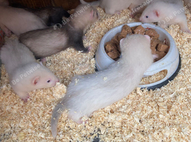 Baby feretts