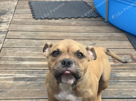 Stunning 6months old American pocket bully