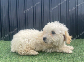 3 beautiful F1B golden doodles ready for new forever homes
