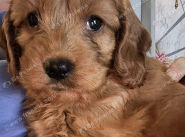 Dolly lovely Cavapoo needs a forever home