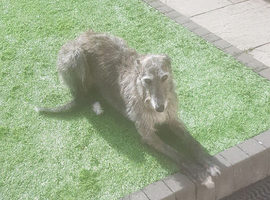 Deerhound  x collie  greyhound  lurcher