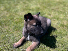 2 Mali x Shepherd Boy Pups. Ready to leave 3rd May.