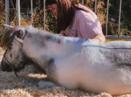 Falabella x Shetland