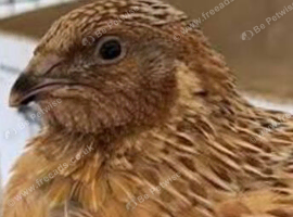 Male Quails for sale