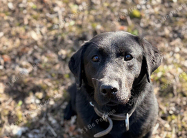 RKC Labrador retriever