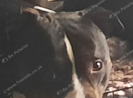 Loving 5 year old male staffy