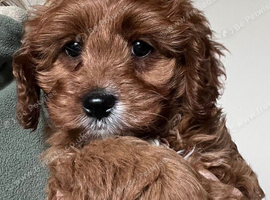 Cavapoo girl puppy