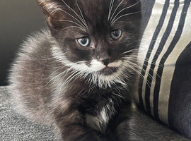 2 female British short haired x Scottish folds