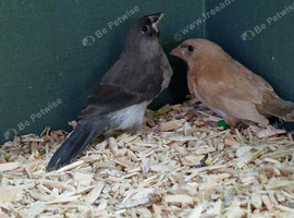 Bengalese finch