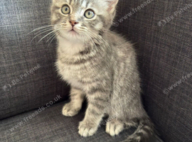 Cute kittens going fast