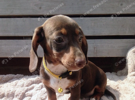 Dachshund