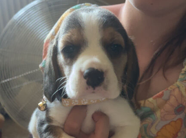 Full show type beagles