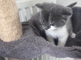 Little girl ready for new home