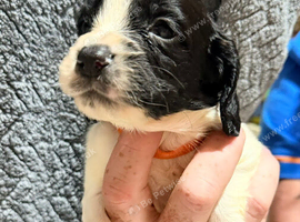 10 beautiful Sprocker spaniel puppies