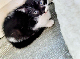 Last Female kitten Left!!