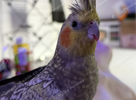 Rio 2 years old