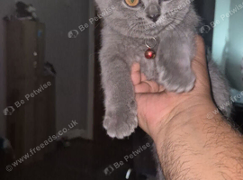 British shorthair