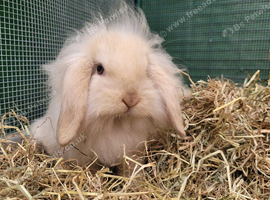 Adorable Mini Lion Lops - READY JULY 1ST