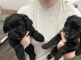 Two beautiful puppies