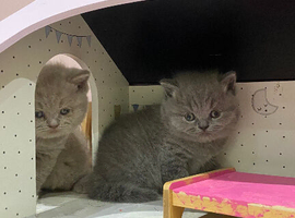 BSH pedigree kittens Champ bloodline