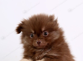 Chocolate & Tan fluffy boy