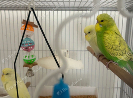 Baby budgies ready for their new home. Male and female