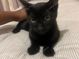 Kitten for sale