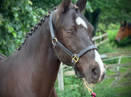 14hh Smokey Black Full Connemara Mare PROJECT