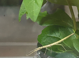 Indian stick insects