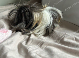gorgeous Von Dutch peurvian neutered baby boy piggy