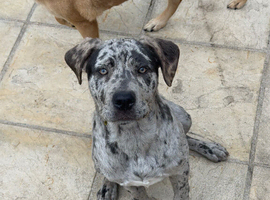 Merle female cane Corso 7Months
