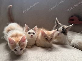 Maine Coon Kittens