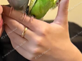 Budgies