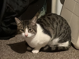 Rescue cat for adoption.