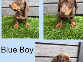 Miniature Dachshund