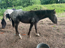 Appaloosa filly