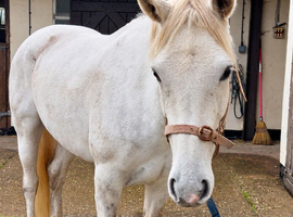 STUNNING Connie X ISH Mare