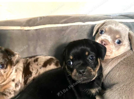 Dachshund x pug
